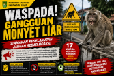 Pemkab Inhil Imbau Warga Waspada Gangguan Monyet Liar dan Tidak Sebarkan Informasi Hoaks