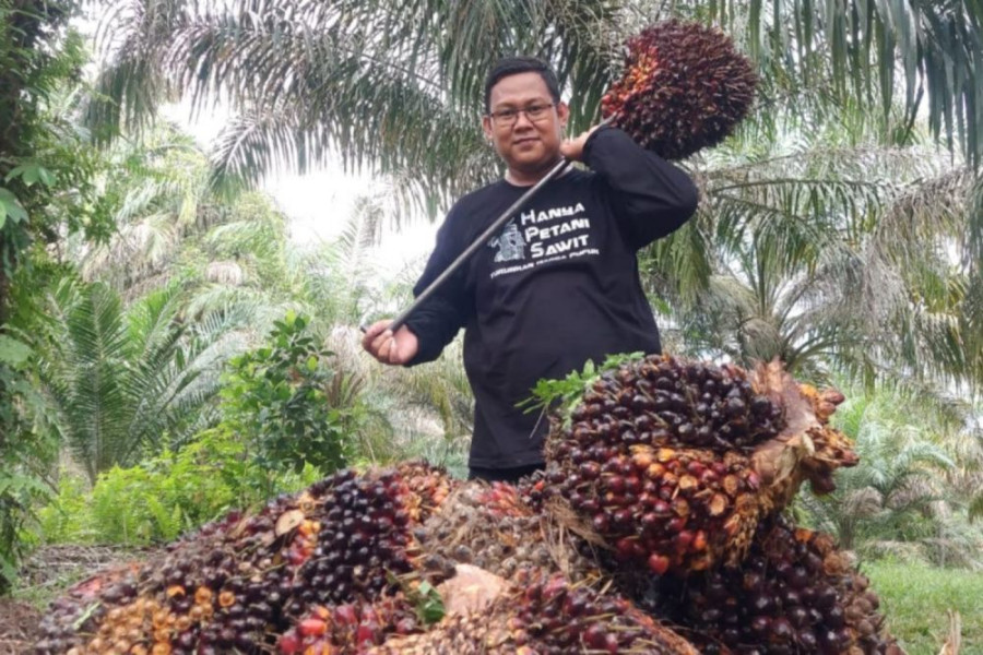 Harga Kelapa Sawit Mitra Plasma Minggu Ini Naik Jadi Rp3.492 per Kg