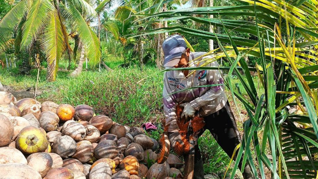 Kelapa 'Denyut' Kehidupan Masyarakat Inhil