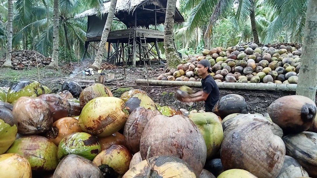 Harga Kelapa di Inhil Alami Kenaikan yang Signifikan