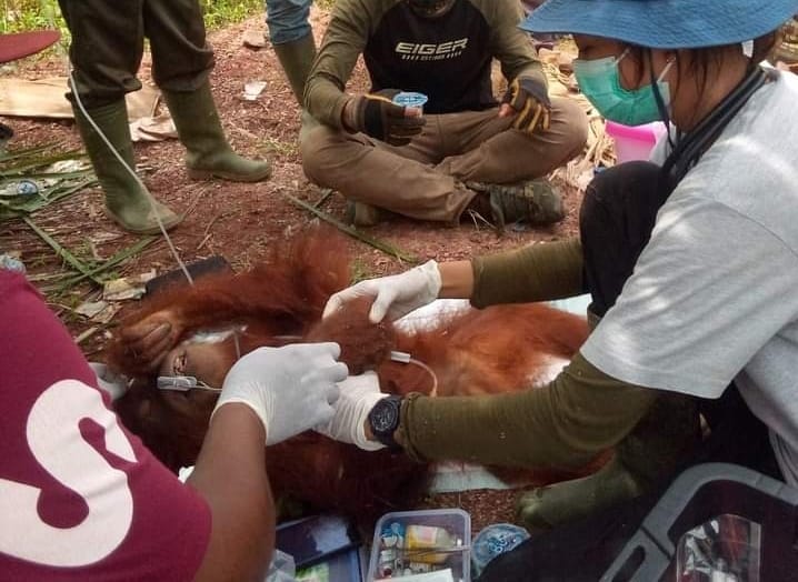 Orang Utan Bukit Tiga Puluh Dievakuasi dari Kebun Warga Kemuning