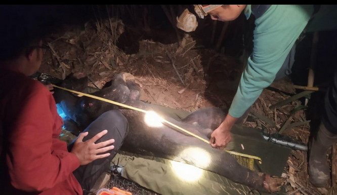 Beruang Madu Terjerat di Suaka Margasatwa Bukit Rimbang
