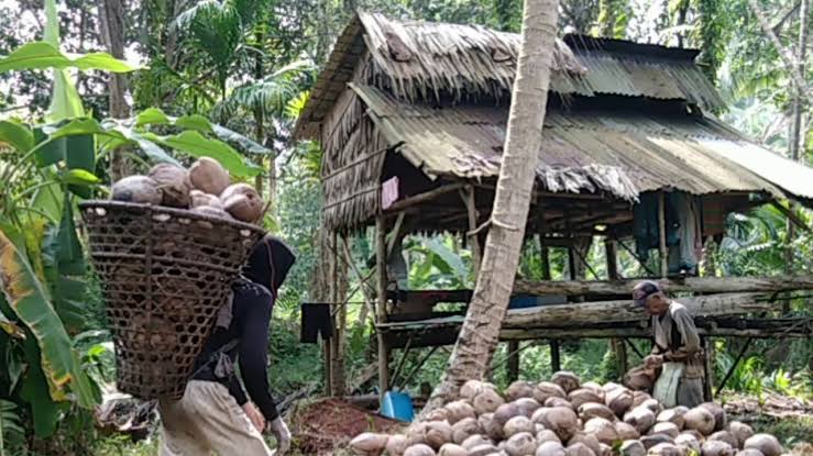 Inhil Butuh Pemimpin Baru yang Mampu Tuntaskan Persoalan Kelapa