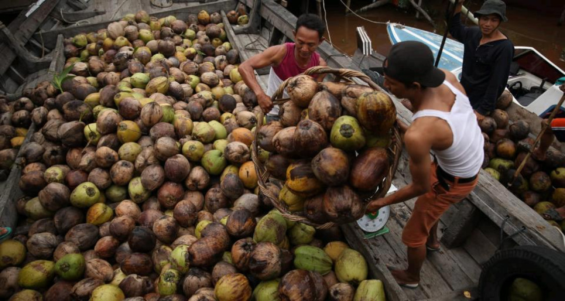 Marak Ekspor Kelapa Bulat, Industri Terkena Dampak