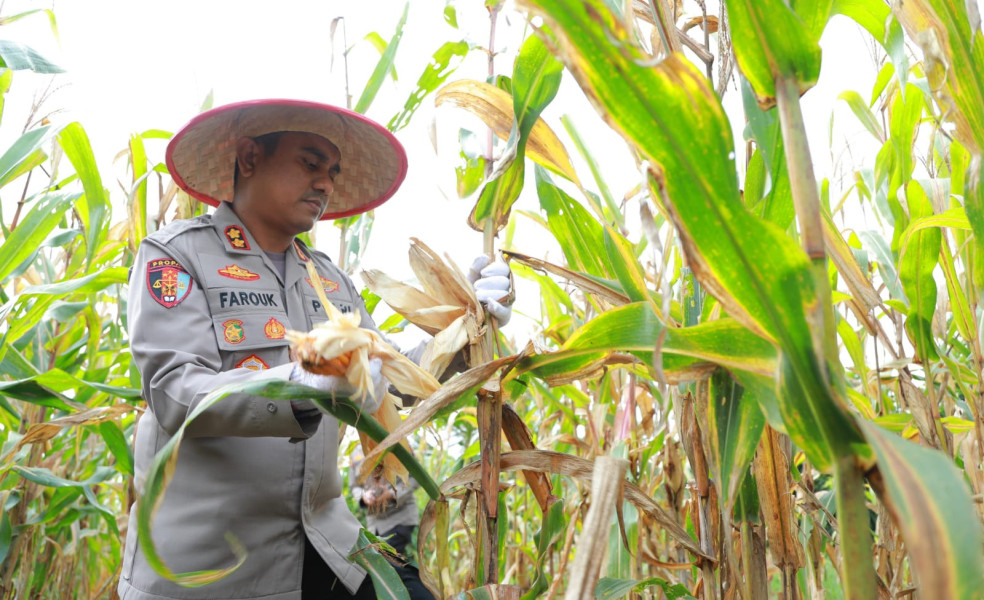 Polres Inhil Laksanakan Panen Raya Jagung Serentak Tahap 1