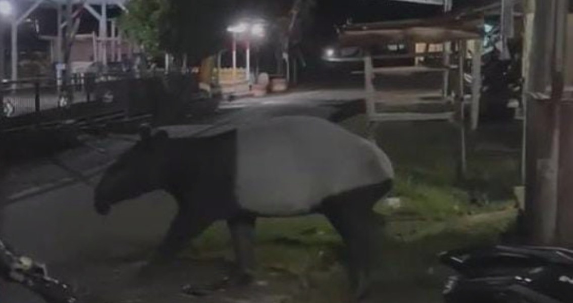 Tapir Liar Muncul di Pemukiman Warga Desa Sungai Soriak