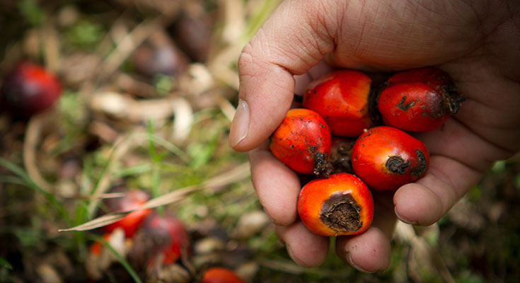 Harga Kelapa Sawit Mitra Plasma Turun Rp3.012 per Kilogram