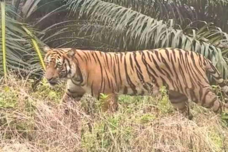 Harimau Sumatera Intai Kandang Ayam Pekerja Sawit di Siak