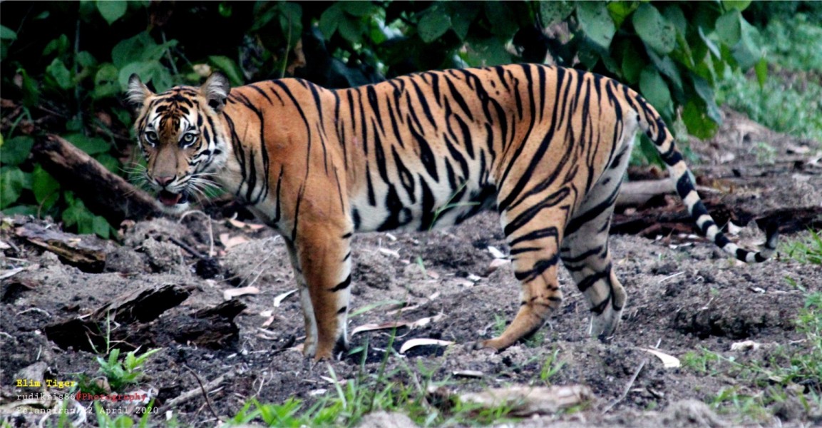 Mengenal Kearifan Lokal tentang Harimau Sumatra  dalam Peringatan Global Tiger Day 2025