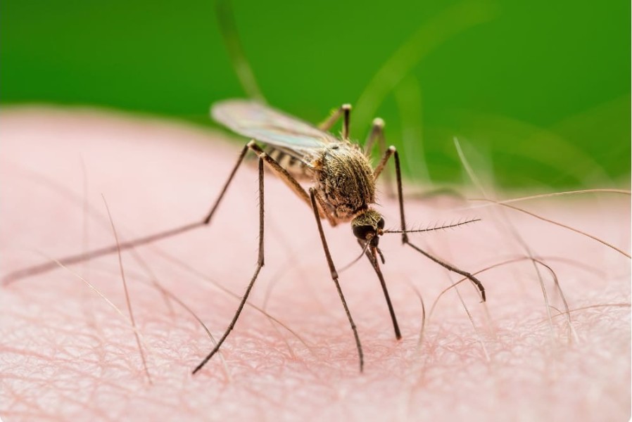 Tips Kemenkes Cegah Penyebaran Nyamuk Malaria