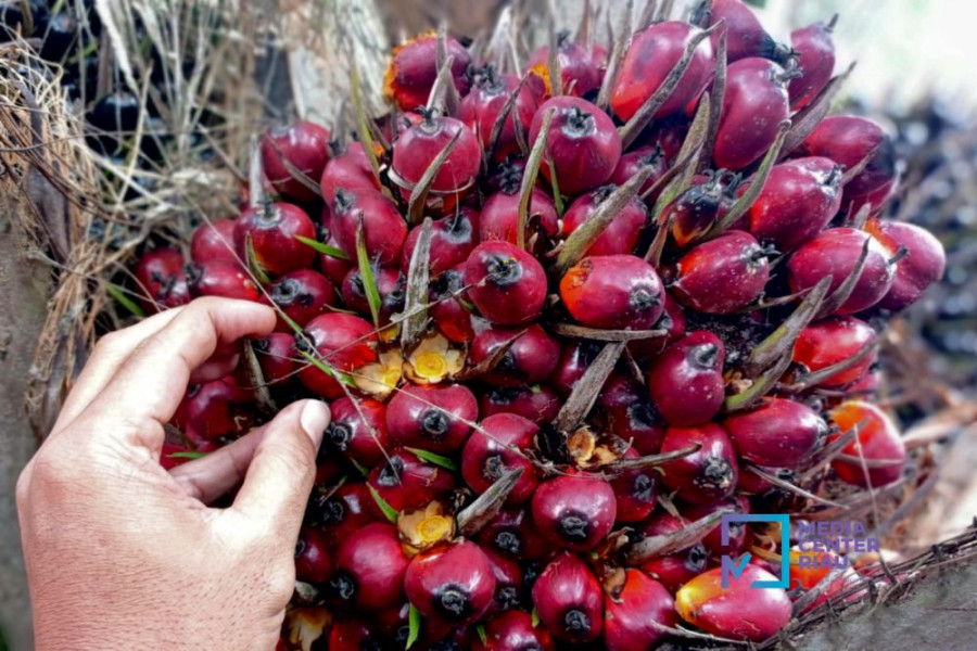 Harga Kelapa Sawit Mitra Plasma di Riau Rp3.713 per Kg