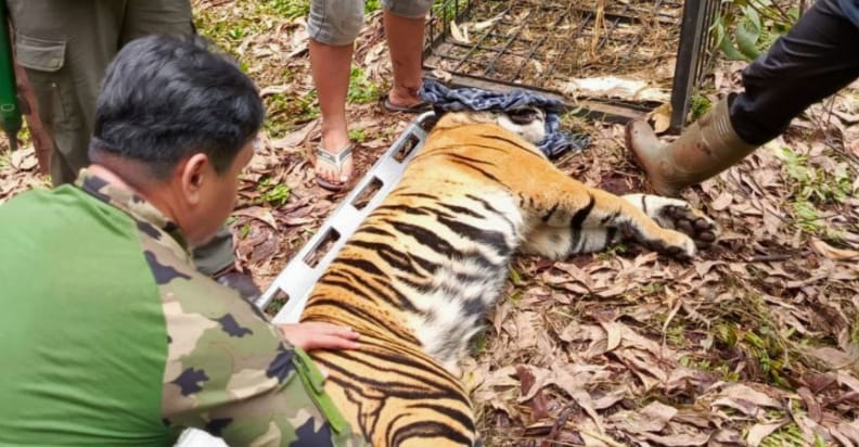 Harimau Sumatera Serang Pekerja di Pelalawan Hingga Tewas