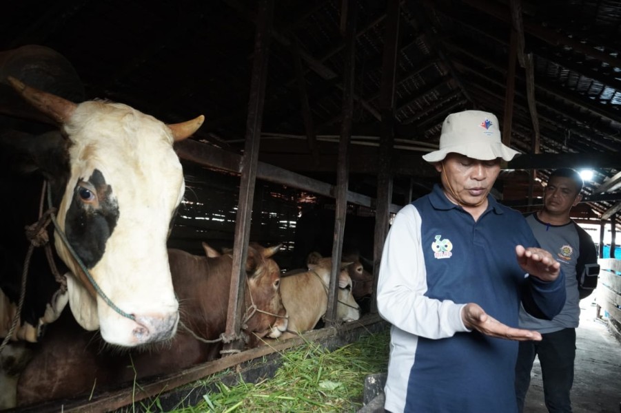 Bupati Inhil Tinjau Hewan Kurban Bantuan Presiden dan Gubernur
