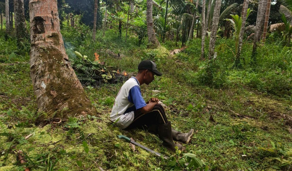 Petani Inhil Menjerit Satu Tahun Harga Kelapa Anjlok
