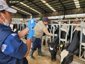 Vaksinasi Terus Berlanjut, di Bengkalis 531 Sapi Divaksin PMK