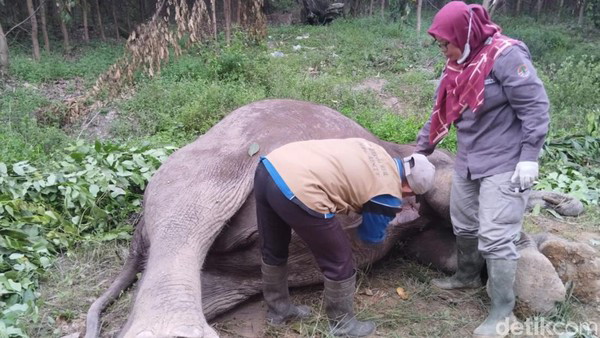 Diduga Diracun, Gajah Jantan Ditemukan Mati