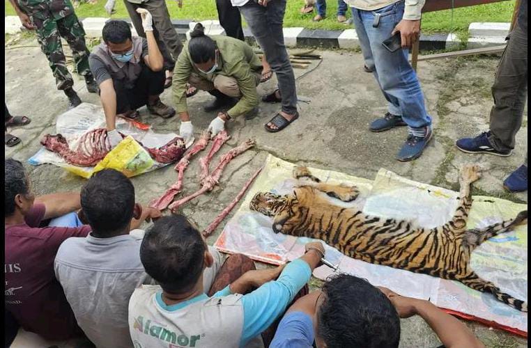 Enam Pelaku Pembantaian Harimau Sumatera di Rohul Ditangkap Polisi
