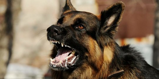 Digigit Anjing Rabies, Warga Inhil Meninggal Dunia