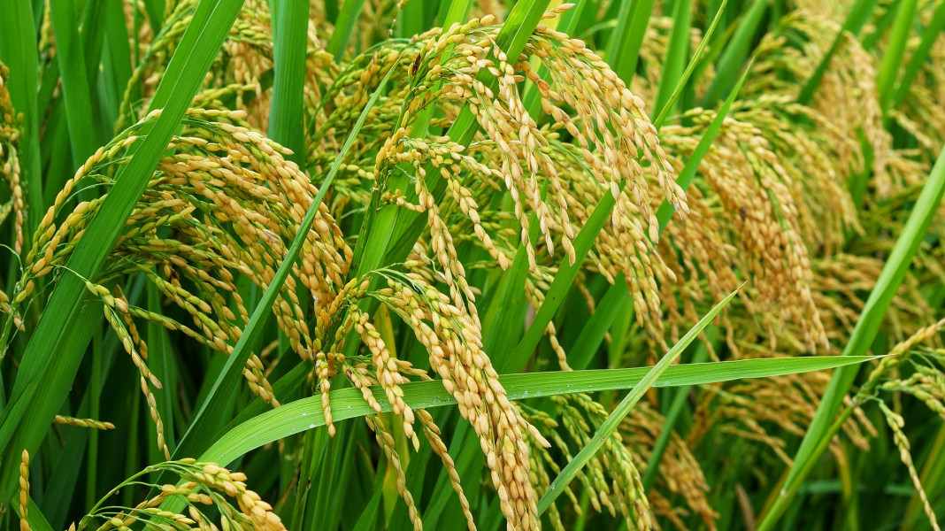 Produksi Beras Riau Ditargetkan Naik 30 Persen, Ini Programnya