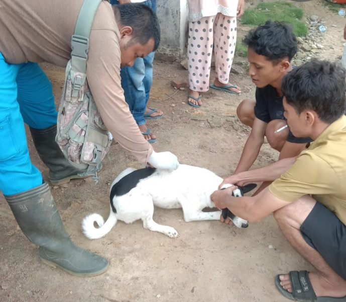 Pertahankan Status Nihil, DKPP Rohil Gencar Lakukan Vaksinasi Rabies