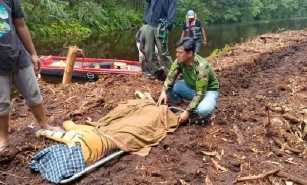 BKSDA Riau Tangkap Harimau Sumatera yang Tewaskan Pekerjaan di Pelalawan
