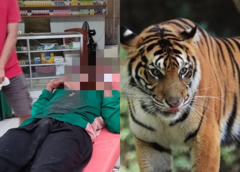 Harimau Sumatera Serang Pekerja PT Arara Abadi Hingga ke Dalam Camp