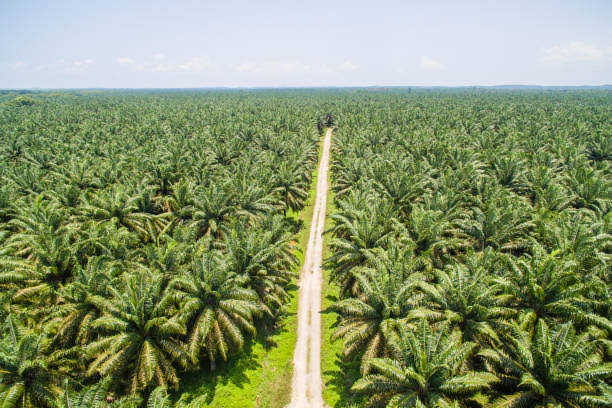 Harga Kelapa Sawit Mitra Plasma Minggu Ini Rp3.120 Per Kilogram di Riau