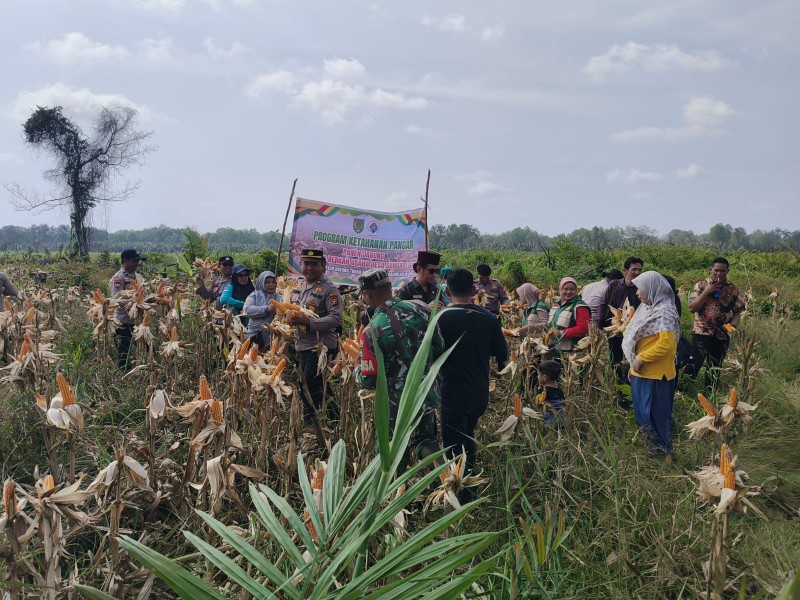 Panen Jagung di Desa Sungai Luar, Dukung Program Asta Cita Presiden RI