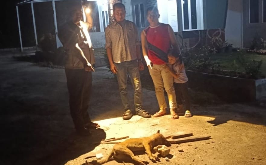9 Warga Pekanbaru Digigit Anjing Liar